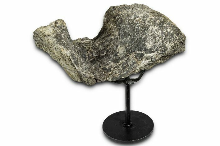 Fossil Sauropod Vertebra Section with Metal Stand - Colorado #339939